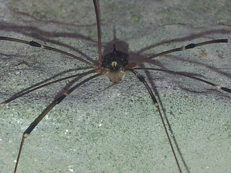 20140612 133145 등가시장님거미 (Gagrella grandis).jpg
