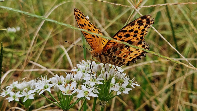 20251016 152723 암끝검은표범나비 (Argyreus hyperbius).jpg