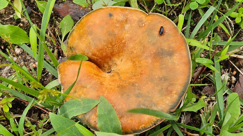 20251016 155403 산바퀴 (Blattella nipponica) 유충.jpg