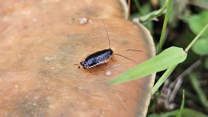 20251016 155446 산바퀴 (Blattella nipponica) 유충.jpg