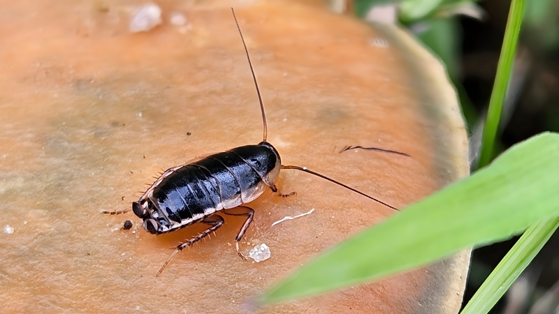 20251016 155446 cropped 산바퀴 (Blattella nipponica) 유충.jpg