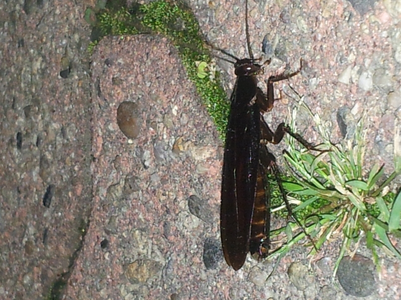 20140605 225534 이질바퀴 (Periplaneta americana) (추정).jpg