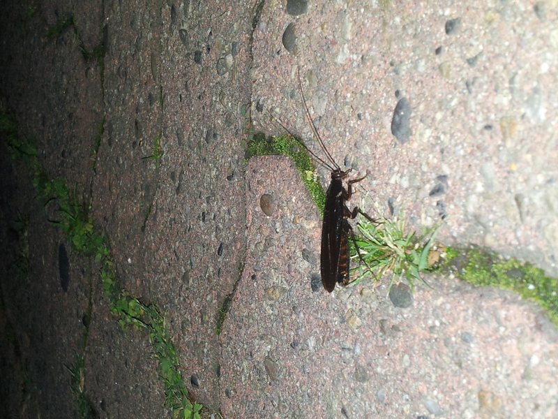 20140605 225527 이질바퀴 (Periplaneta americana) (추정).jpg