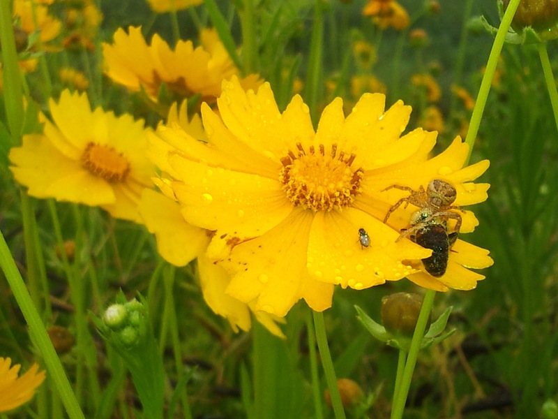 20140529 063614 풀게거미 (Xysticus croceus).jpg