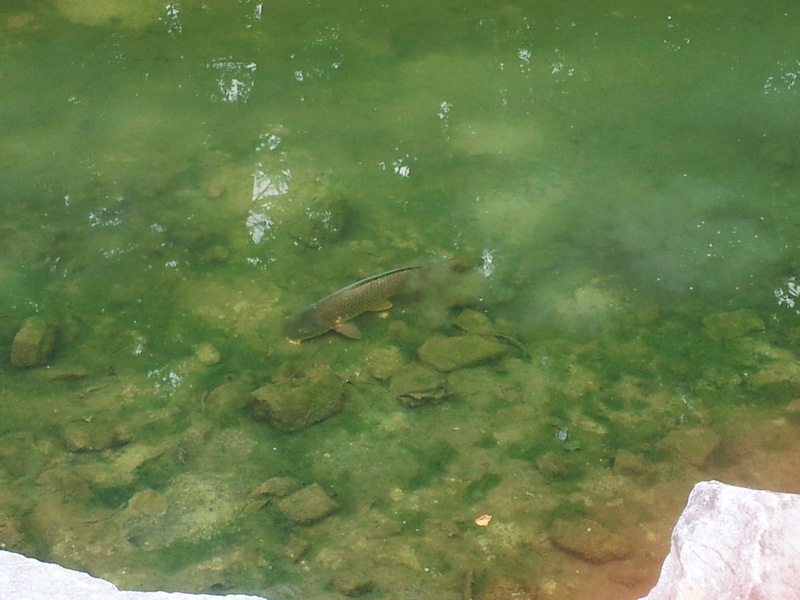 20140525 091308 잉어 (Cyprinus carpio).jpg