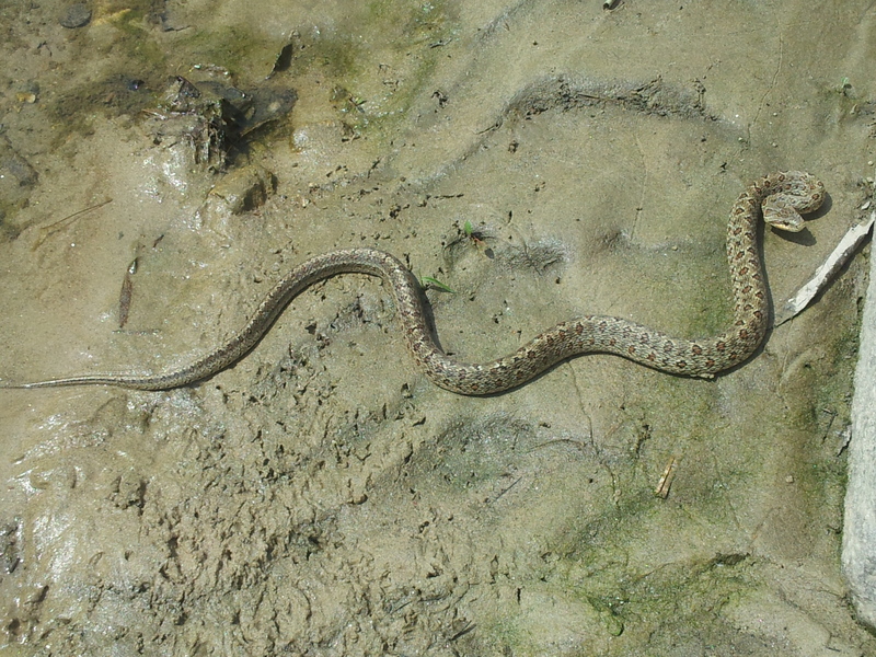 20140420 141727 누룩뱀 (Elaphe dione).jpg