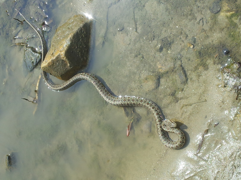 20140420 141545 누룩뱀 (Elaphe dione).jpg