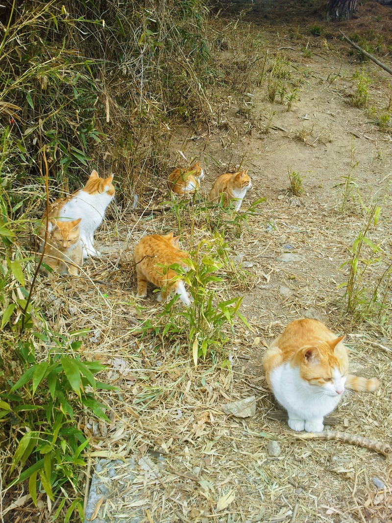 20140110 122455 고양이 (Felis catus).jpg