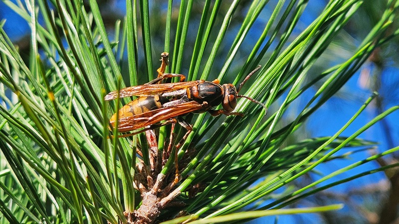 20251017 100245 왕바다리 (Polistes rothneyi) (추정).jpg