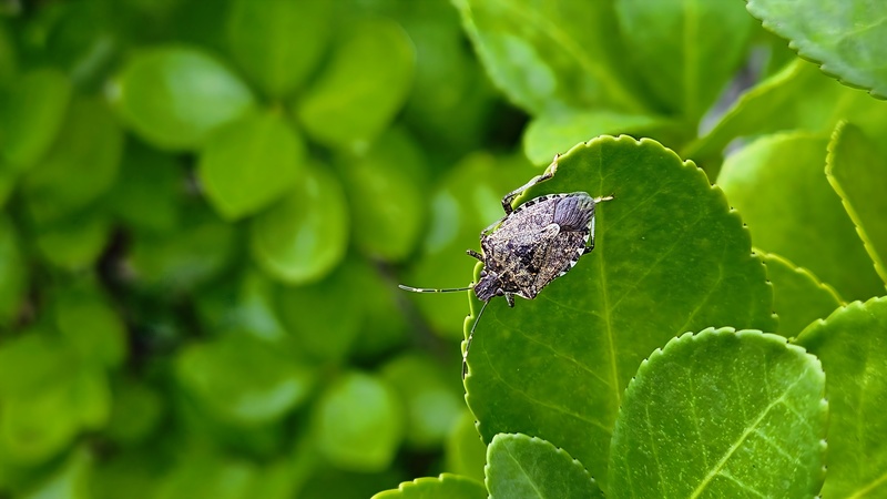 20251017 125342 썩덩나무노린재 Halyomorpha halys.jpg