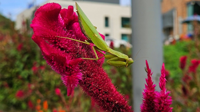 20251019 145928 넓적배사마귀 (Hierodula patellifera).jpg