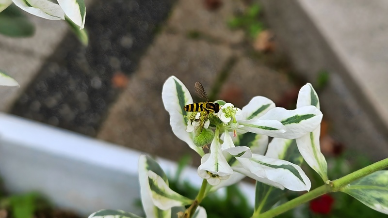 20251019 155743 쟈바꽃등에 (Allograpta javana).jpg