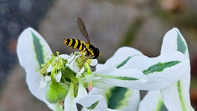 20251019 155749 cropped 쟈바꽃등에 (Allograpta javana).jpg