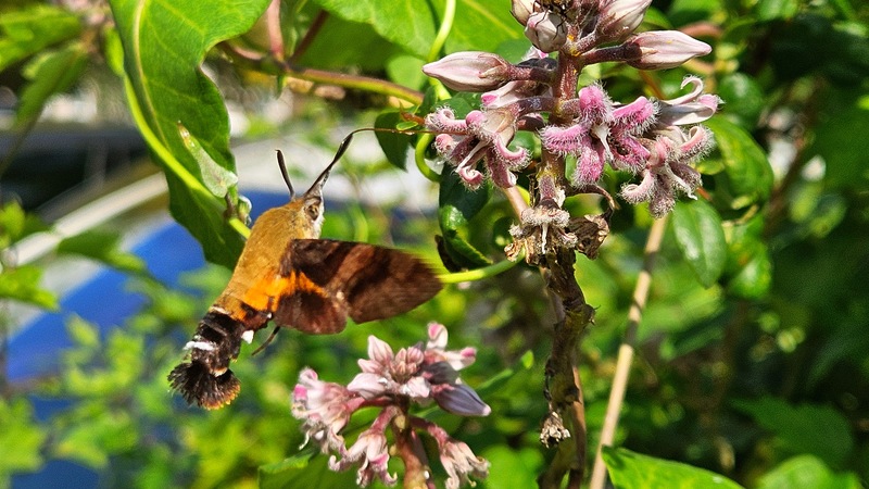 20251020 120139 검은꼬리박각시 (Macroglossum saga).jpg