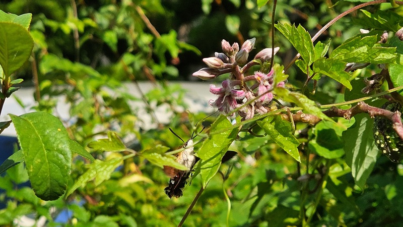 20251020 120149 검은꼬리박각시 (Macroglossum saga).jpg