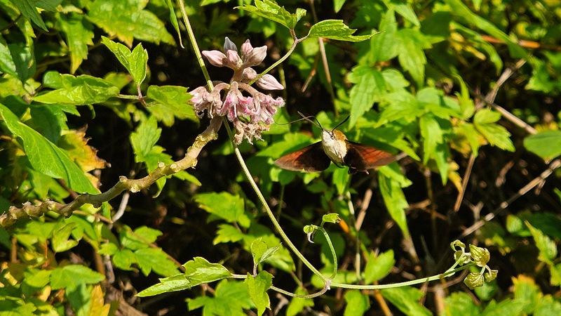 20251020 120157 검은꼬리박각시 (Macroglossum saga).jpg