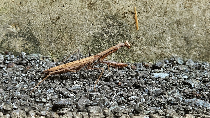 20251020 123516 좀사마귀 (Statilia maculata).jpg