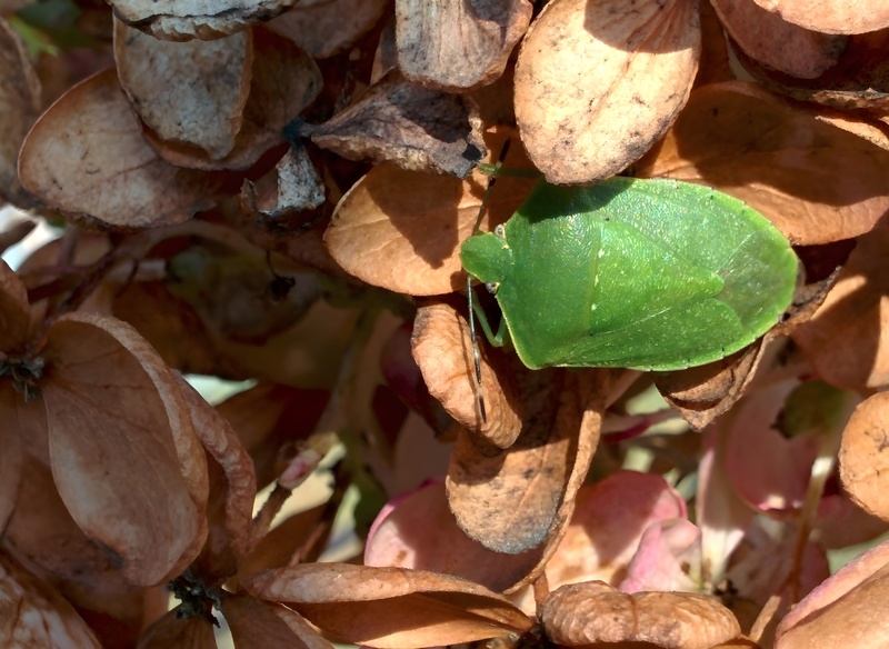 20151102 125523 남쪽풀색노린재 (Nezara viridula).jpg