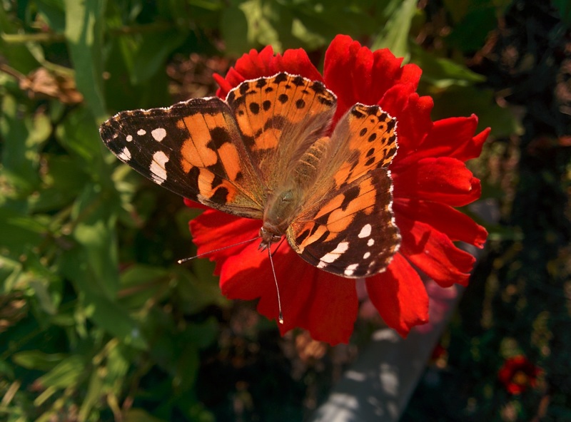 20151025 160047 작은멋쟁이나비 (Vanessa cardui).jpg