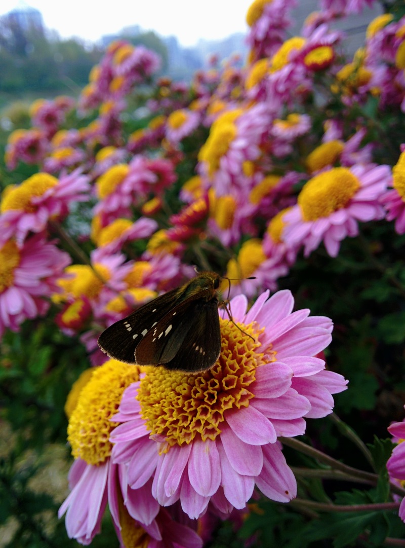 20151024 124057 줄점팔랑나비 (Parnara guttata).jpg