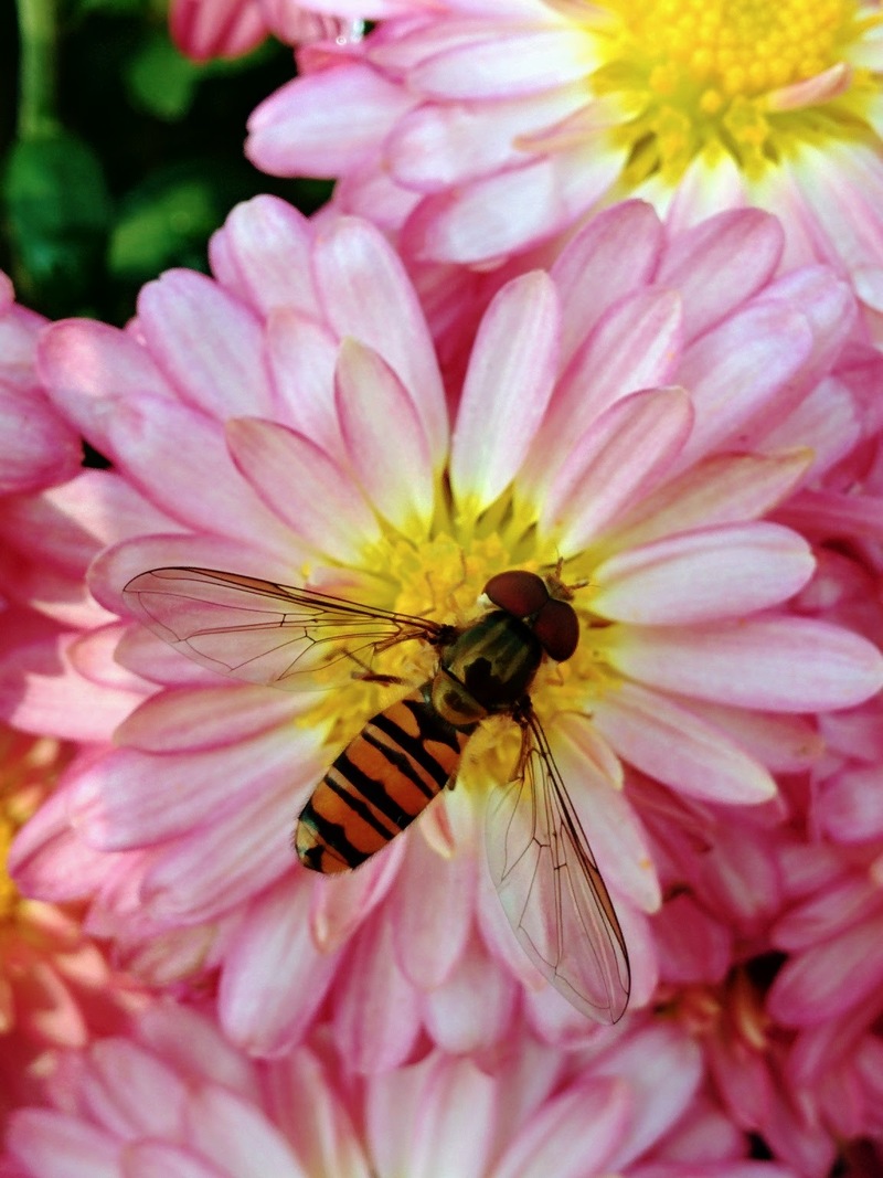 20151021 111855 호리꽃등에 (Episyrphus balteatus).jpg