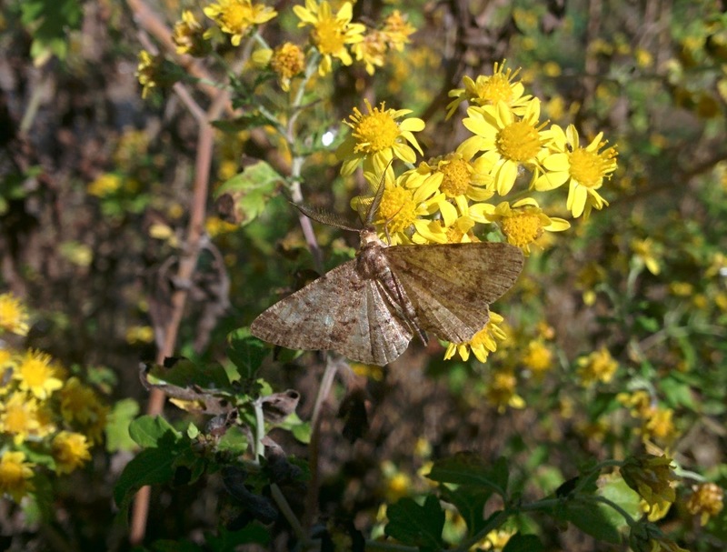20151014 130904 털뿔가지나방 (Alcis angulifera) (추정).jpg