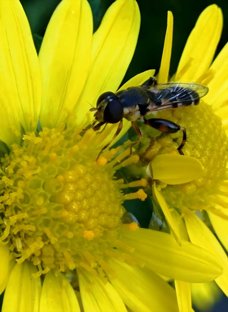 20151014 122421 알통다리꽃등에 (Syritta pipiens).jpg