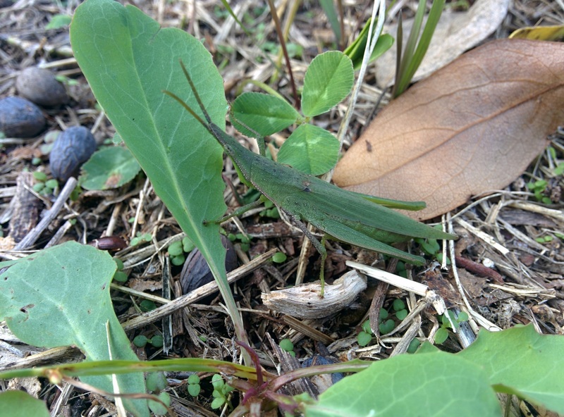 20151013 162032 섬서구메뚜기 (Atractomorpha lata).jpg