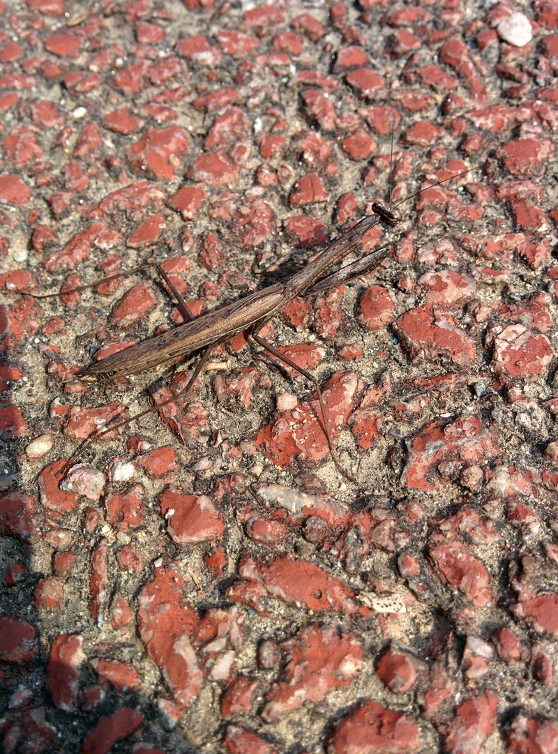 20151010 112910 좀사마귀(Statilia maculata).jpg