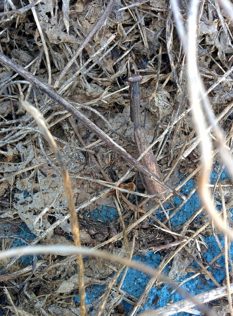 20151009 143929 좀사마귀 (Statilia maculata).jpg