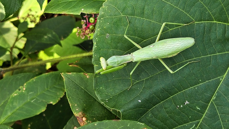 20251020 124206 넓적배사마귀 (Hierodula patellifera).jpg