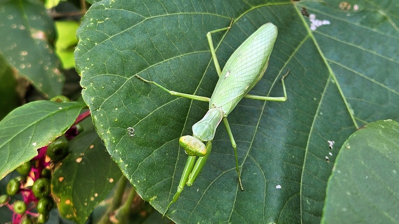 20251020 124215 넓적배사마귀 (Hierodula patellifera).jpg