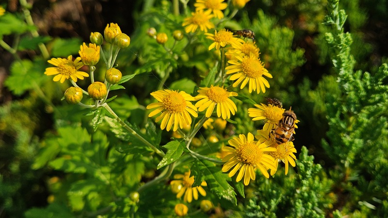 20251020 145151 오줄루리꽃등에 (Eristalinus quinquestriatus)01~.jpg
