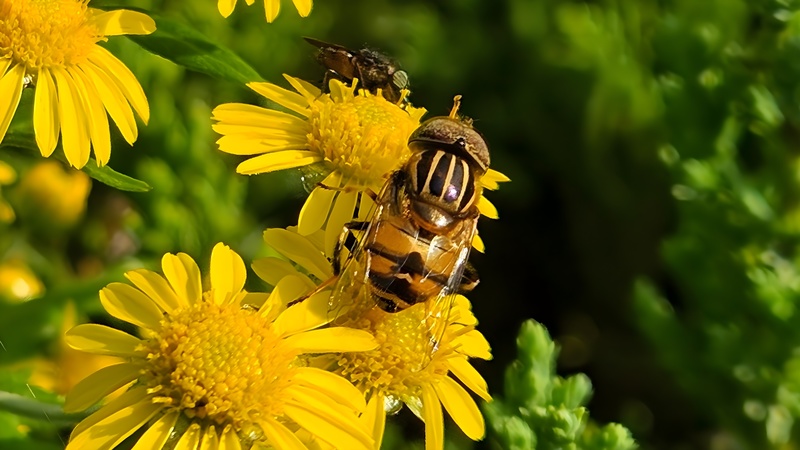 20251020 145151 cropped 오줄루리꽃등에 (Eristalinus quinquestriatus).jpg