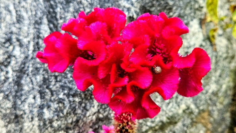 20251020 152020 명주달팽이 (Acusta despecta).jpg