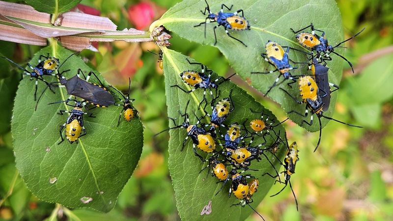 20251020 154211 노랑배허리노린재 (Plinachtus bicoloripes).jpg