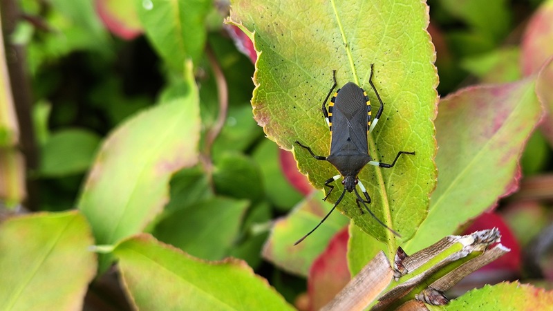 20251020 154301 노랑배허리노린재 (Plinachtus bicoloripes).jpg