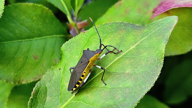 20251020 154402 노랑배허리노린재 (Plinachtus bicoloripes).jpg