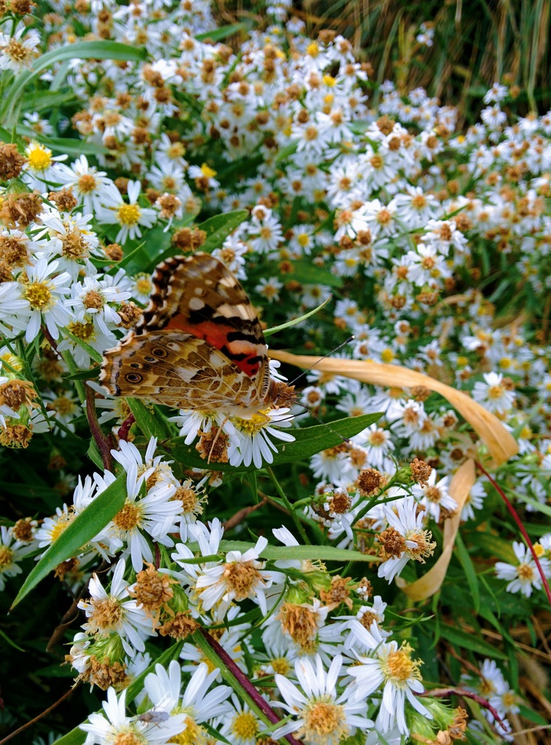 20151008 143700 작은멋쟁이나비 (Vanessa cardui).jpg
