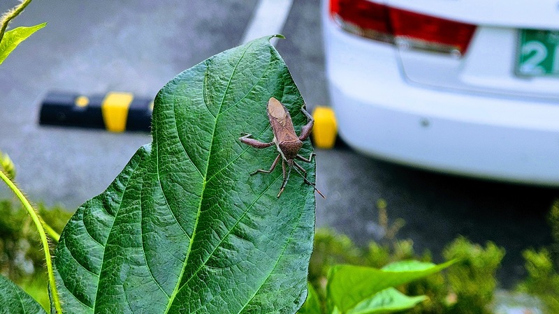 20251021 115433 장수허리노린재 (Anoplocnemis dallasi).jpg