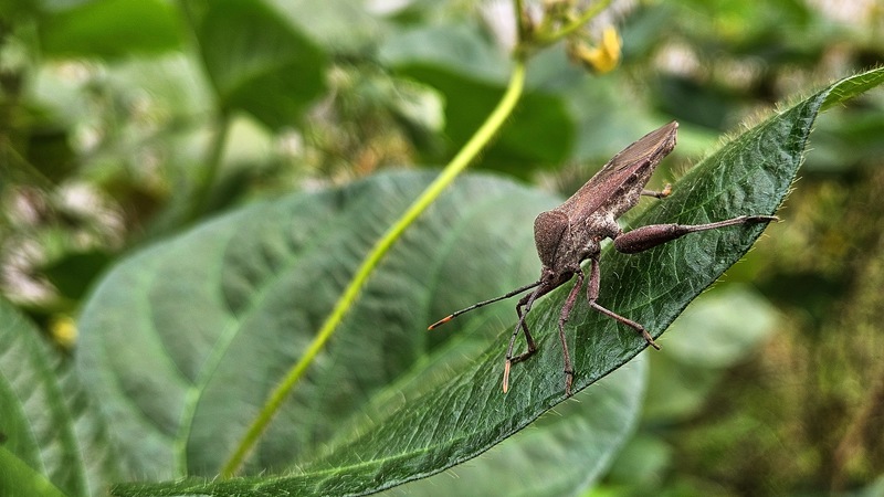 20251021 115929 장수허리노린재 (Anoplocnemis dallasi).jpg
