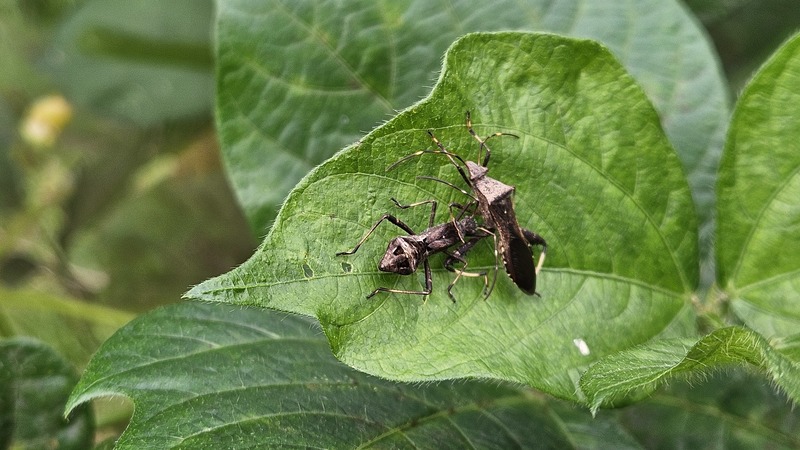 20251021 115456 톱다리개미허리노린재 (Riptortus clavatus).jpg