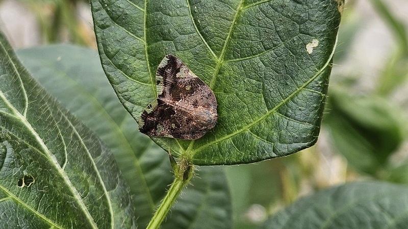 20251021 115507 팔점날개매미충 (Ricania speculum).jpg