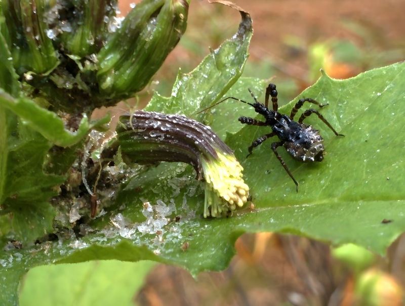 20151008 141904 껍적침노린재 (Velinus nodipes).jpg