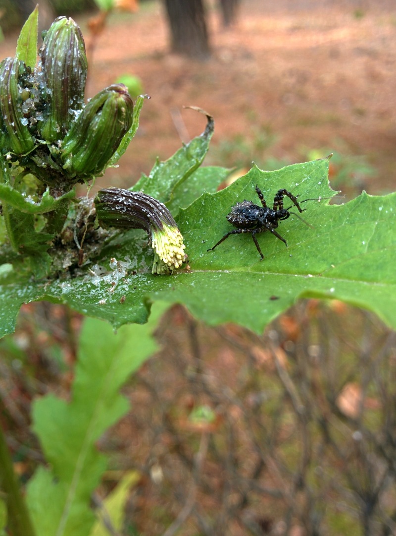 20151008 141837 껍적침노린재 (Velinus nodipes).jpg