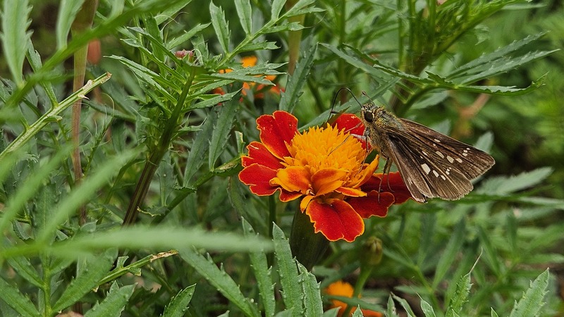 20251021 121601 줄점팔랑나비 (Parnara guttata).jpg
