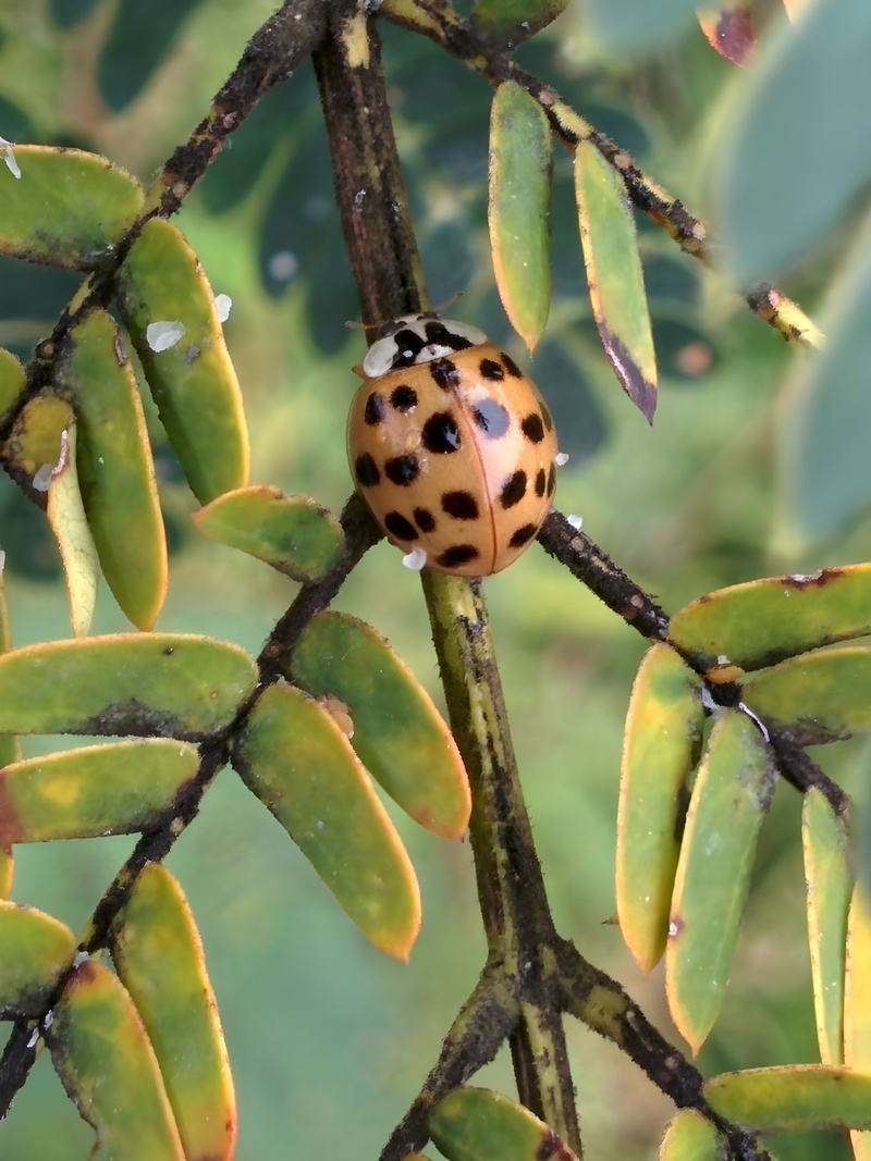 20151007 155458 무당벌레 Harmonia axyridis.jpg