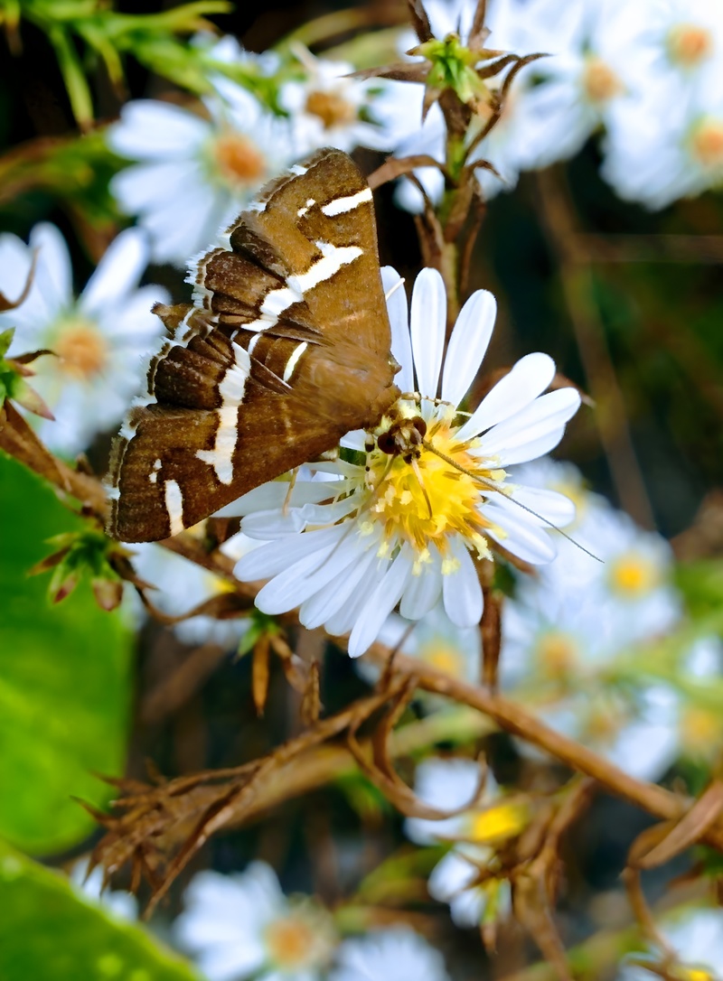 20151007 154630 흰띠명나방 (Spoladea recurvalis).jpg