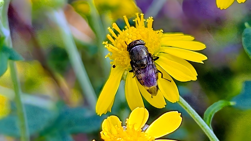 20251022 114821 점박이초록파리 (Stomorhina obsoleta).jpg