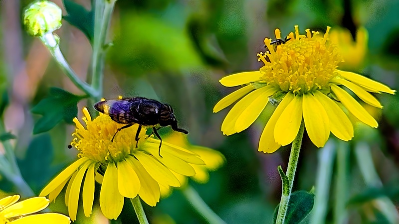 20251022 114855 점박이초록파리 (Stomorhina obsoleta).jpg